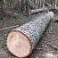 За незаконную рубку деревьев в Дмитровском районе возбуждено уголовное дело