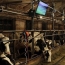 Подмосковным коровам крутят видеоролики и включают музыку